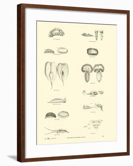 Page from the Pictorial Museum of Animated Nature-null-Framed Giclee Print