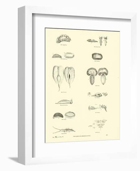 Page from the Pictorial Museum of Animated Nature-null-Framed Giclee Print