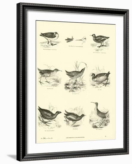 Page from the Pictorial Museum of Animated Nature-null-Framed Giclee Print