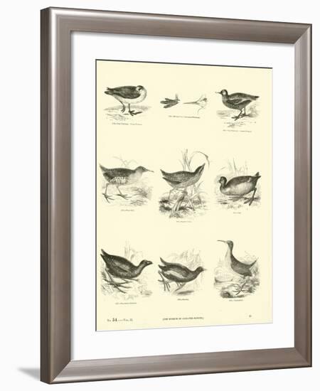 Page from the Pictorial Museum of Animated Nature-null-Framed Giclee Print