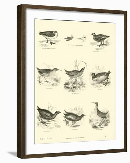 Page from the Pictorial Museum of Animated Nature-null-Framed Giclee Print