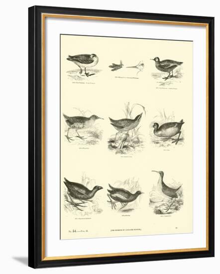 Page from the Pictorial Museum of Animated Nature-null-Framed Giclee Print