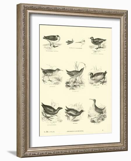 Page from the Pictorial Museum of Animated Nature-null-Framed Giclee Print