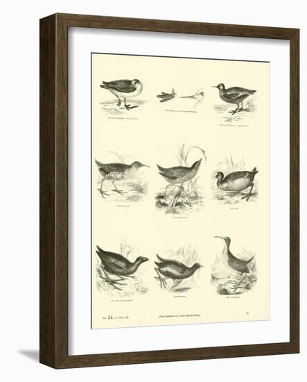 Page from the Pictorial Museum of Animated Nature-null-Framed Giclee Print