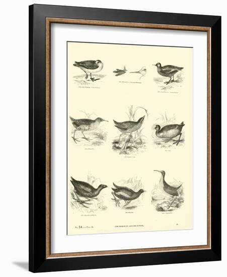 Page from the Pictorial Museum of Animated Nature-null-Framed Giclee Print