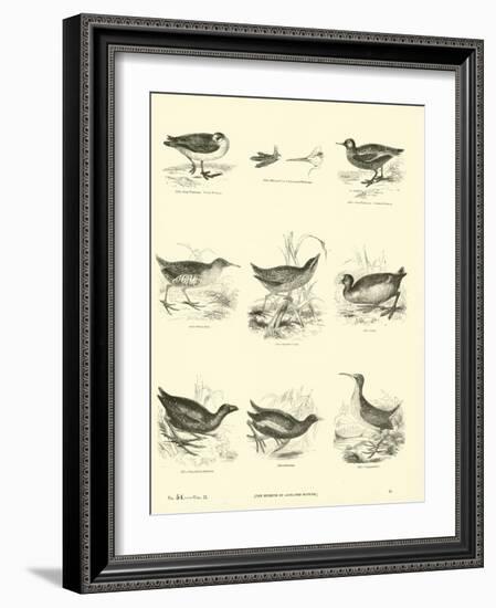 Page from the Pictorial Museum of Animated Nature-null-Framed Giclee Print