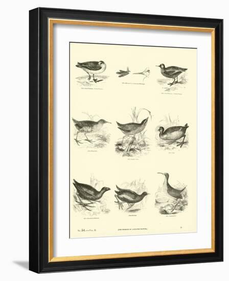 Page from the Pictorial Museum of Animated Nature--Framed Giclee Print