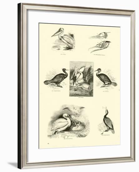 Page from the Pictorial Museum of Animated Nature-null-Framed Giclee Print