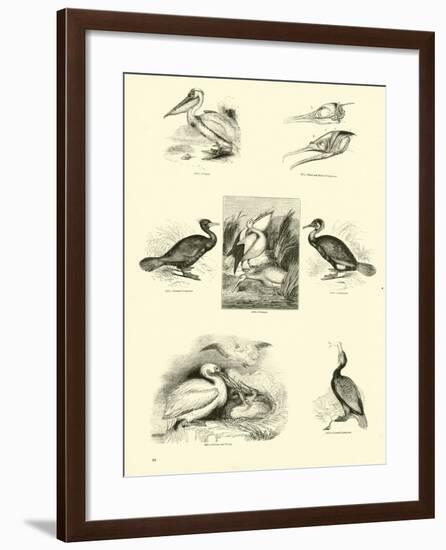 Page from the Pictorial Museum of Animated Nature-null-Framed Giclee Print