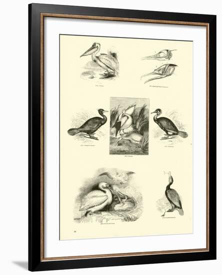 Page from the Pictorial Museum of Animated Nature-null-Framed Giclee Print