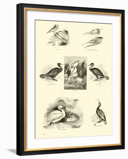 Page from the Pictorial Museum of Animated Nature-null-Framed Giclee Print