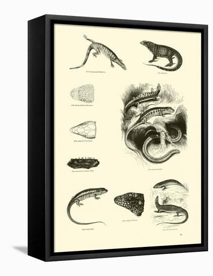 Page from the Pictorial Museum of Animated Nature-null-Framed Premier Image Canvas