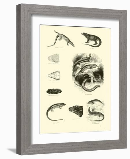 Page from the Pictorial Museum of Animated Nature-null-Framed Giclee Print