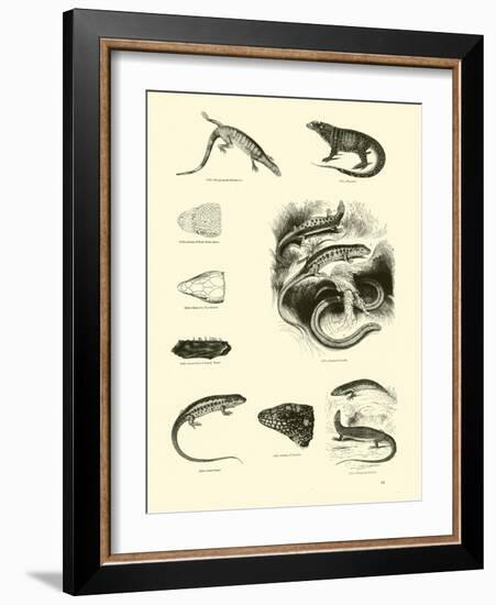 Page from the Pictorial Museum of Animated Nature-null-Framed Giclee Print