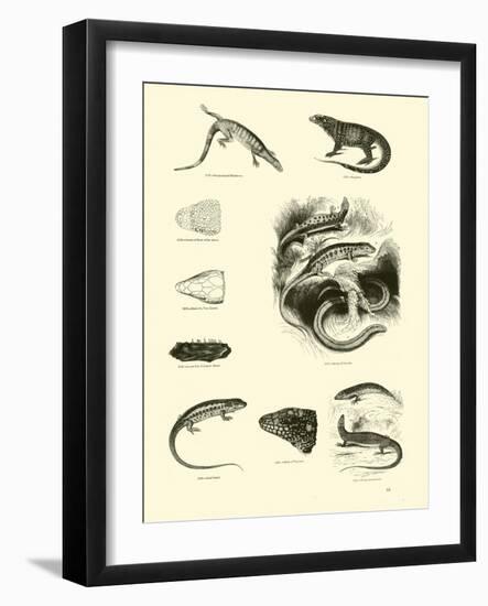 Page from the Pictorial Museum of Animated Nature-null-Framed Giclee Print