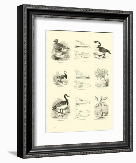 Page from the Pictorial Museum of Animated Nature-null-Framed Giclee Print