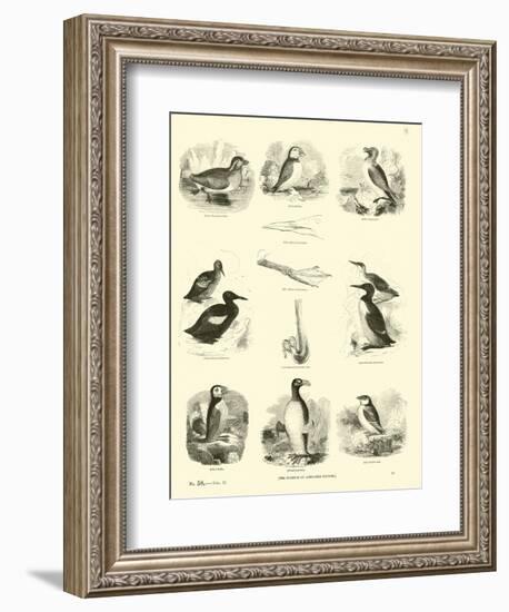 Page from the Pictorial Museum of Animated Nature-null-Framed Giclee Print