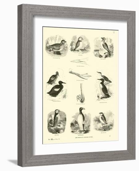 Page from the Pictorial Museum of Animated Nature-null-Framed Giclee Print