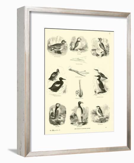 Page from the Pictorial Museum of Animated Nature-null-Framed Giclee Print