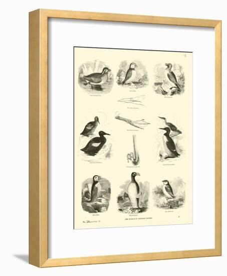 Page from the Pictorial Museum of Animated Nature-null-Framed Giclee Print