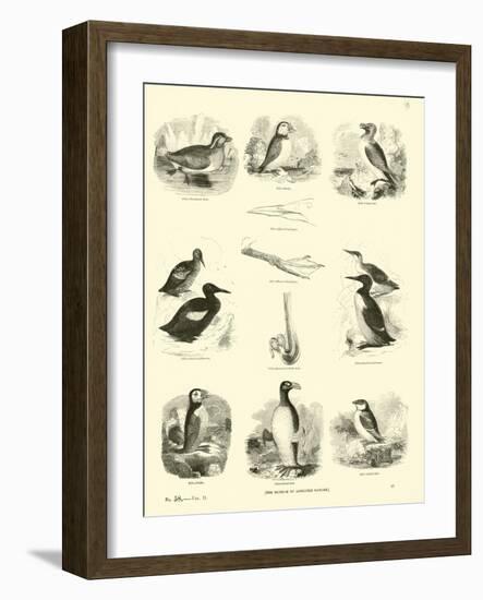 Page from the Pictorial Museum of Animated Nature-null-Framed Giclee Print