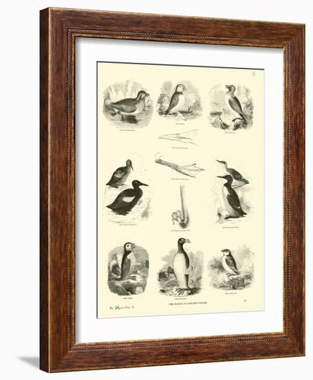 Page from the Pictorial Museum of Animated Nature-null-Framed Giclee Print