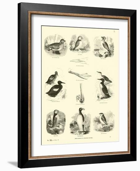 Page from the Pictorial Museum of Animated Nature-null-Framed Giclee Print