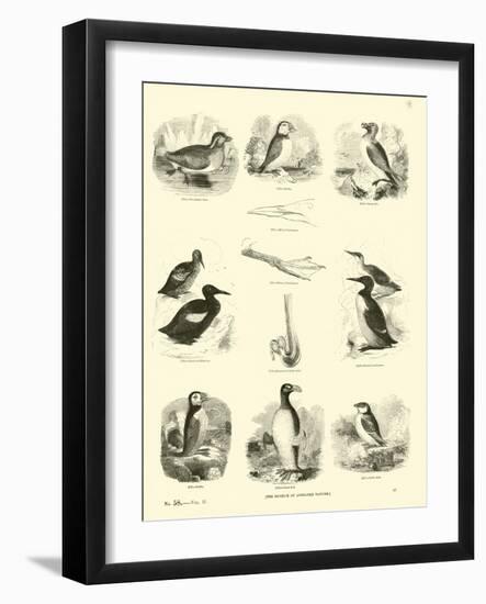 Page from the Pictorial Museum of Animated Nature-null-Framed Giclee Print