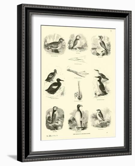 Page from the Pictorial Museum of Animated Nature-null-Framed Giclee Print