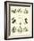 Page from the Pictorial Museum of Animated Nature-null-Framed Giclee Print