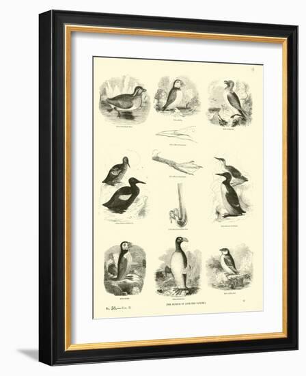 Page from the Pictorial Museum of Animated Nature-null-Framed Giclee Print