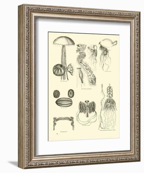 Page from the Pictorial Museum of Animated Nature-null-Framed Giclee Print