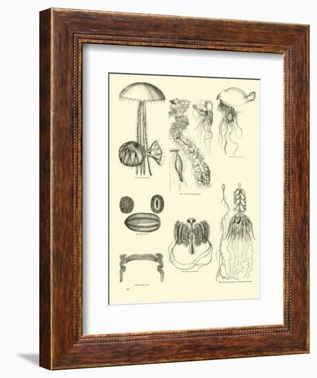 Page from the Pictorial Museum of Animated Nature-null-Framed Giclee Print