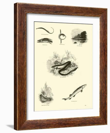 Page from the Pictorial Museum of Animated Nature-null-Framed Giclee Print