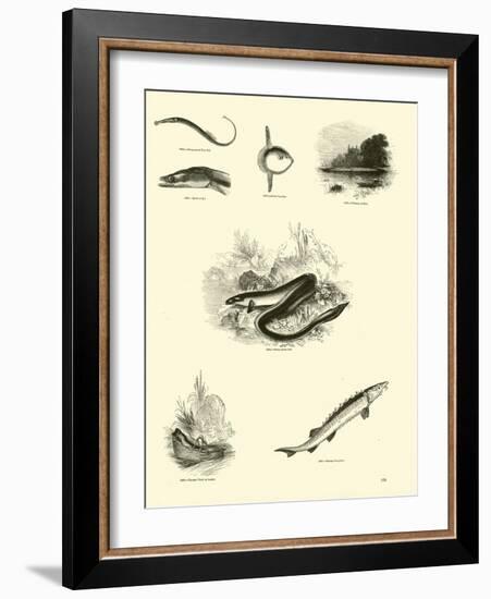 Page from the Pictorial Museum of Animated Nature-null-Framed Giclee Print