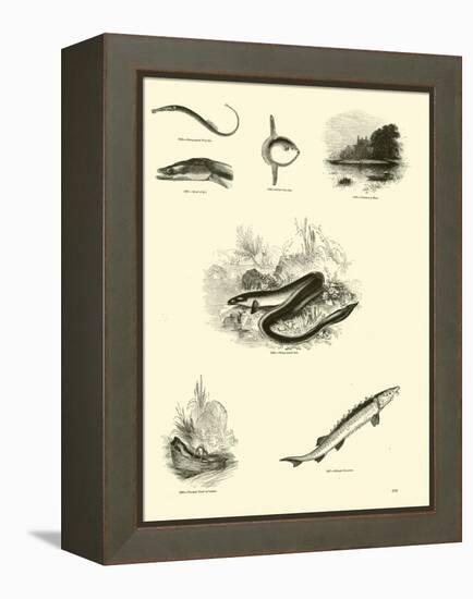 Page from the Pictorial Museum of Animated Nature-null-Framed Premier Image Canvas