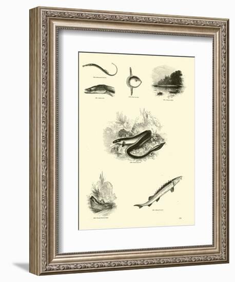 Page from the Pictorial Museum of Animated Nature-null-Framed Giclee Print