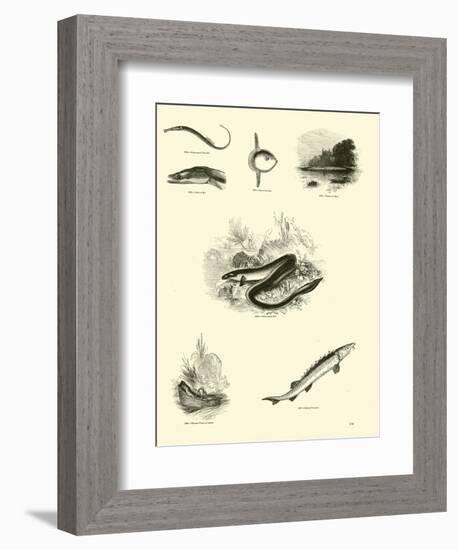 Page from the Pictorial Museum of Animated Nature-null-Framed Giclee Print