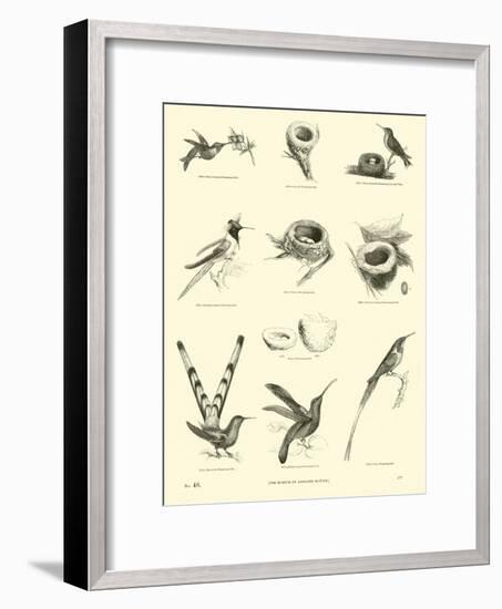 Page from the Pictorial Museum of Animated Nature-null-Framed Giclee Print