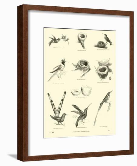 Page from the Pictorial Museum of Animated Nature-null-Framed Giclee Print