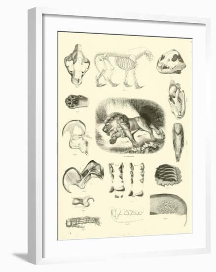 Page from the Pictorial Museum of Animated Nature-null-Framed Giclee Print