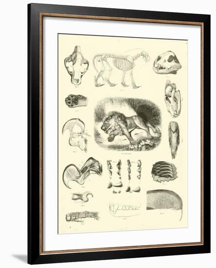 Page from the Pictorial Museum of Animated Nature-null-Framed Giclee Print