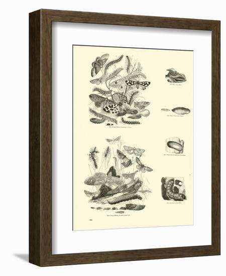 Page from the Pictorial Museum of Animated Nature-null-Framed Giclee Print