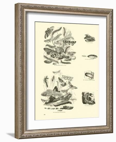 Page from the Pictorial Museum of Animated Nature-null-Framed Giclee Print