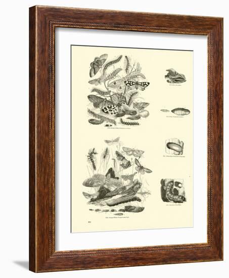 Page from the Pictorial Museum of Animated Nature-null-Framed Giclee Print