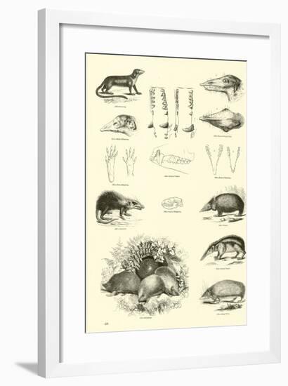 Page from the Pictorial Museum of Animated Nature-null-Framed Giclee Print