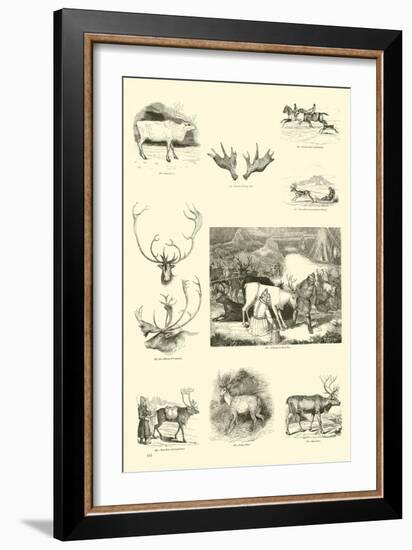 Page from the Pictorial Museum of Animated Nature-null-Framed Giclee Print