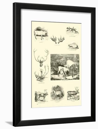 Page from the Pictorial Museum of Animated Nature-null-Framed Giclee Print