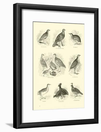 Page from the Pictorial Museum of Animated Nature-null-Framed Giclee Print