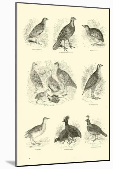 Page from the Pictorial Museum of Animated Nature-null-Mounted Giclee Print